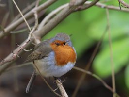 cpp-port-fave-robin-red-breast