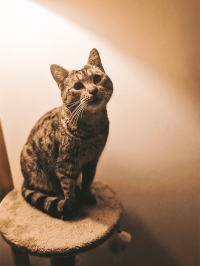 pets_cats_-_bob