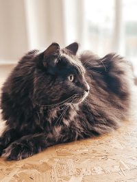 pets_cats_-_geoffrey