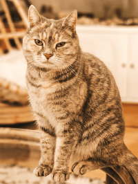 pets_cats_-_penny