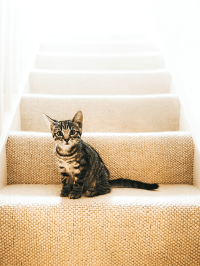 pets_cats_-_sebastien-kitten