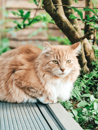 pets_cats_-_woody