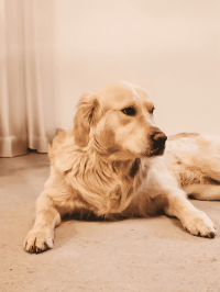 pets_dogs_-_bruce