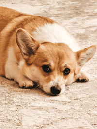 pets_dogs_-_conker