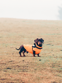 pets_dogs_-_dash