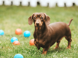 pets_dogs_-_hector-02