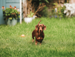pets_dogs_-_hector-03