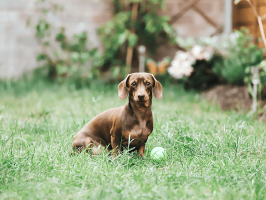 pets_dogs_-_hector-04