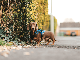 pets_dogs_-_hector-05