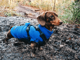 pets_dogs_-_hector-06