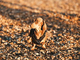 pets_dogs_-_hector-07