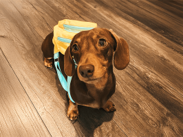 pets_dogs_-_hector-08