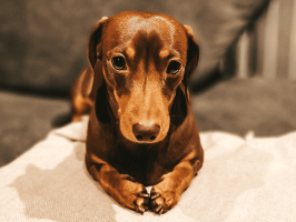 pets_dogs_-_hector-09