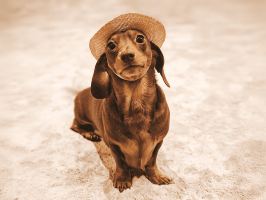 pets_dogs_-_hector-10