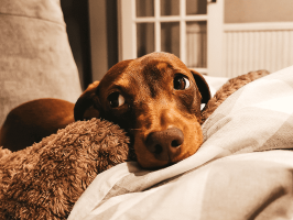 pets_dogs_-_hector-11