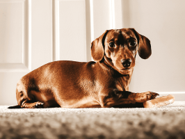 pets_dogs_-_hector-12