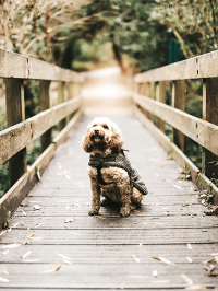 pets_dogs_-_tilly-01