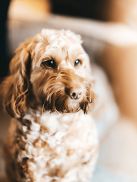 pets_dogs_-_tilly-02