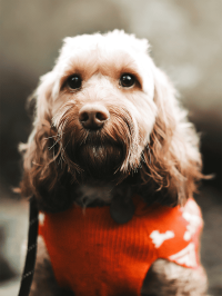 pets_dogs_-_tilly-03